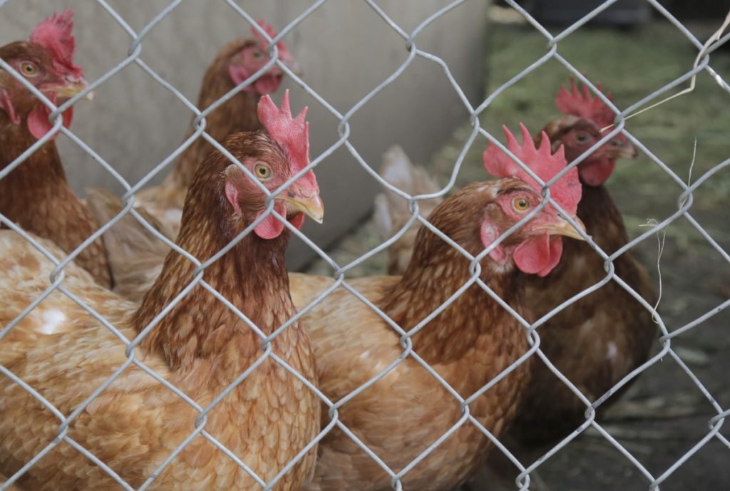 Uganda resumes poultry exports to Kenya