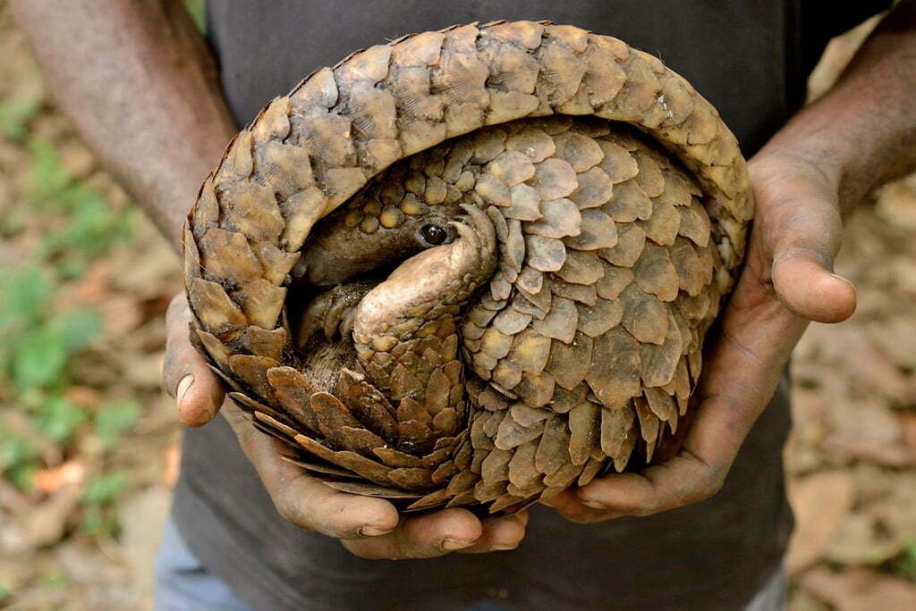 pangolin jellycat