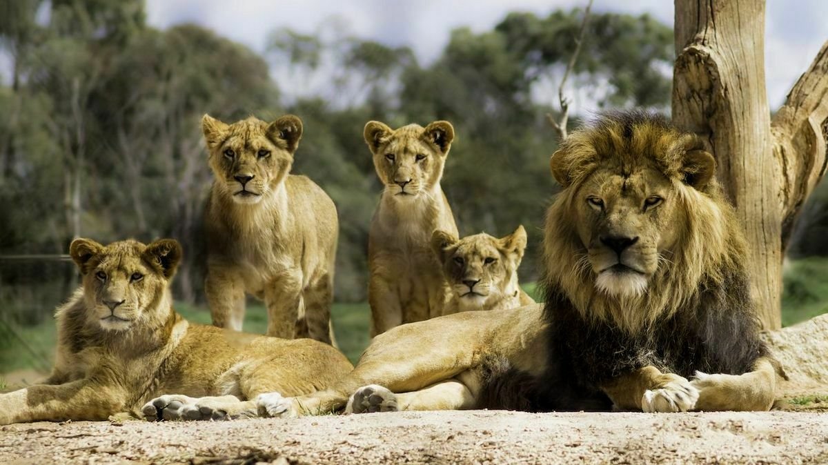 six-lions-eight-vultures-found-dead-in-queen-elizabeth-national-park