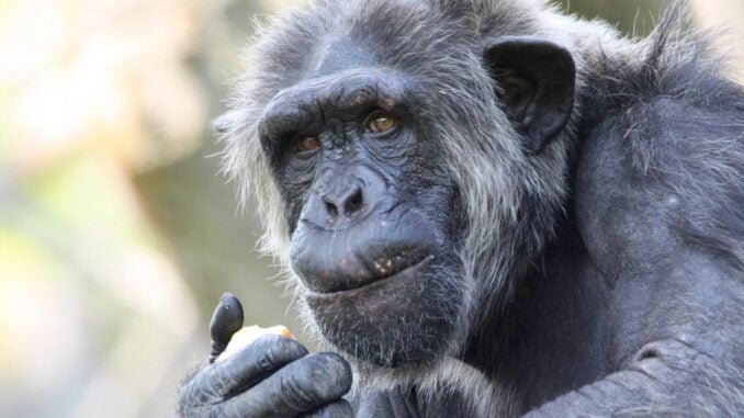 Chimpanzee in Uganda snatches baby from woman, kills it