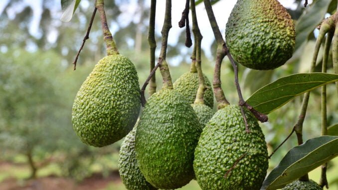 NAADS’ new strategy increases Hass avocado and macadamia farming