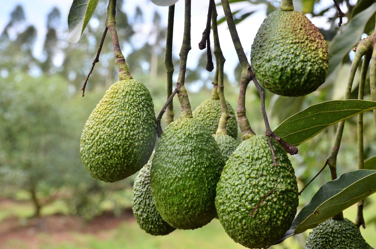 NAADS’ new strategy increases Hass avocado and macadamia farming